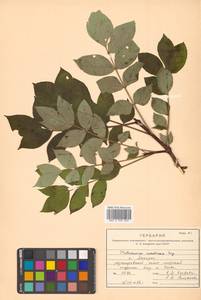 Phellodendron amurense var. sachalinense F.Schmidt, Siberia, Russian Far East (S6) (Russia)