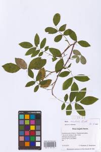 Rosa acicularis Lindl., Eastern Europe, Northern region (E1) (Russia)