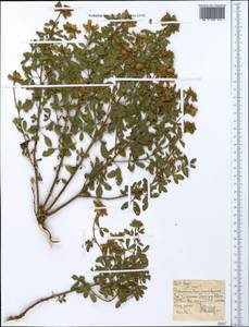 Fabaceae, Africa (AFR) (Ethiopia)