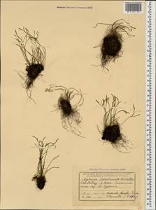 Asplenium septentrionale (L.) Hoffm., Caucasus, Krasnodar Krai & Adygea (K1a) (Russia)