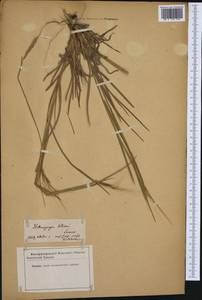Heteropogon contortus (L.) P.Beauv. ex Roem. & Schult., Western Europe (EUR) (Switzerland)