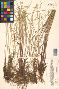 Carex diandra Schrank, Eastern Europe, Moscow region (E4a) (Russia)