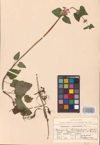 MHA 0 154 543, Lamium maculatum (L.) L., Eastern Europe, Western region (E3) (Russia)