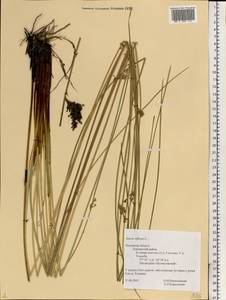 Juncus inflexus L., Eastern Europe, North-Western region (E2) (Russia)