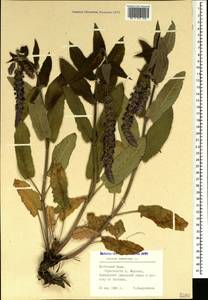 Salvia nemorosa subsp. pseudosylvestris (Stapf) Bornm., Crimea (KRYM) (Russia)