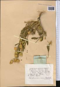 Amberboa turanica Iljin, Middle Asia, Caspian Ustyurt & Northern Aralia (M8) (Kazakhstan)