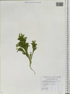 Dendrolycopodium juniperoideum (Sw.) A. Haines, Siberia, Russian Far East (S6) (Russia)