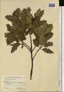 Quercus robur L., Eastern Europe, Moldova (E13a) (Moldova)