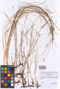 Carex brizoides L., Eastern Europe, North-Western region (E2) (Russia)