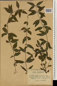 Rubia tinctorum L., South Asia, South Asia (Asia outside ex-Soviet states and Mongolia) (ASIA) (China)