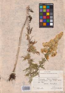 Aconitum anthora subsp. anthora, Eastern Europe, Eastern region (E10) (Russia)