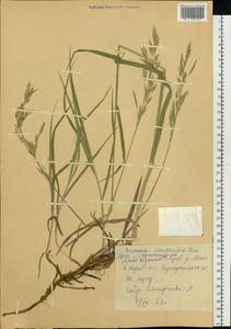 Bromus pumpellianus Scribn., Siberia, Yakutia (S5) (Russia)