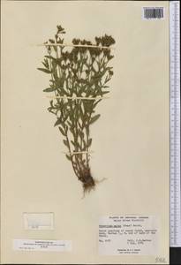 Hypericum majus (A. Gray) Britton, America (AMER) (Canada)