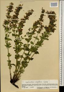 Lophanthus krylovii Lipsky, Mongolia (MONG) (Mongolia)