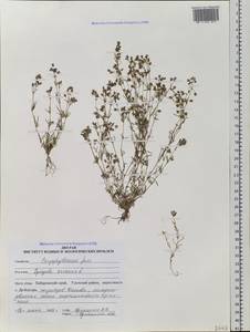 Spergula arvensis L., Siberia, Russian Far East (S6) (Russia)