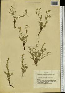 Sibbaldianthe imbricata (Kar. & Kir.) Mosyakin & Shiyan, Siberia, Altai & Sayany Mountains (S2) (Russia)