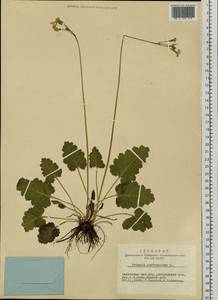 Primula cortusoides L., Siberia, Altai & Sayany Mountains (S2) (Russia)