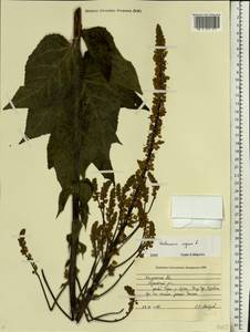 Verbascum nigrum L., Eastern Europe, Central region (E4) (Russia)