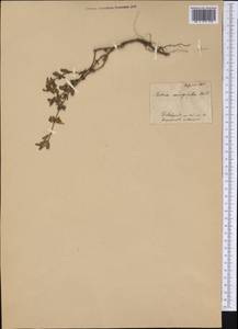 Salvia microphylla Kunth, America (AMER) (Mexico)