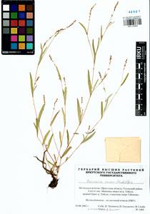 Persicaria minor (Huds.) Opiz, Siberia, Baikal & Transbaikal region (S4) (Russia)