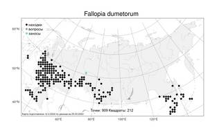 Fallopia dumetorum (L.) Holub, Atlas of the Russian Flora (FLORUS) (Russia)