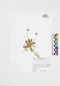 Pilosella officinarum Vaill., Eastern Europe, Central region (E4) (Russia)
