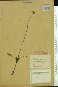 Scabiosa columbaria L., Eastern Europe, Latvia (E2b) (Latvia)