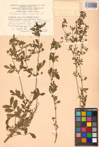 Potentilla supina L., Eastern Europe, Eastern region (E10) (Russia)