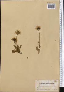 Tanacetum richterioides (C. Winkl.) K. Bremer & Humphries, Middle Asia, Northern & Central Tian Shan (M4) (Kyrgyzstan)