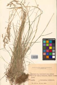 Poa angustifolia L., Siberia, Russian Far East (S6) (Russia)