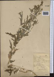 Atriplex tatarica L., Middle Asia, Caspian Ustyurt & Northern Aralia (M8) (Kazakhstan)