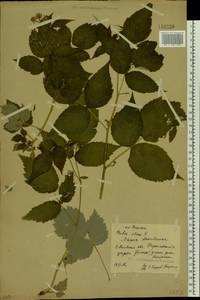 Rubus idaeus L., Eastern Europe, Central forest region (E5) (Russia)
