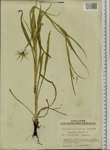 Tragopogon orientalis L., Siberia, Western Siberia (S1) (Russia)