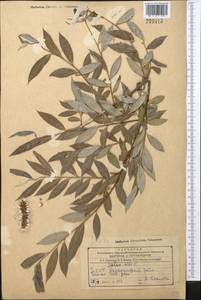 Salix alba L., Middle Asia, Kopet Dag, Badkhyz, Small & Great Balkhan (M1) (Turkmenistan)