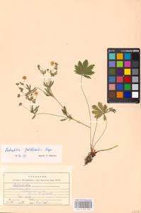 Potentilla thuringiaca Bernh. ex Link, Eastern Europe, Moscow region (E4a) (Russia)