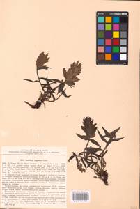 MHA 0 161 305, Castilleja pallida var. lapponica (Gand. ex Rebrist.) J.M.Egger, Eastern Europe, Northern region (E1) (Russia)