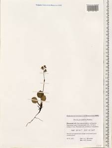 Pyrola grandiflora Radius, Eastern Europe, Northern region (E1) (Russia)