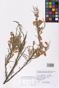 Tamarix gracilis Willd., Middle Asia, Caspian Ustyurt & Northern Aralia (M8) (Kazakhstan)