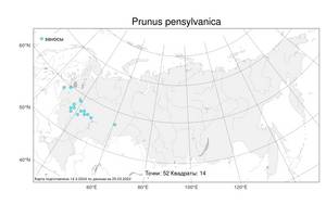 Prunus pensylvanica L. fil., Atlas of the Russian Flora (FLORUS) (Russia)