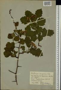 Crataegus sanguinea Pall., Eastern Europe, Moscow region (E4a) (Russia)