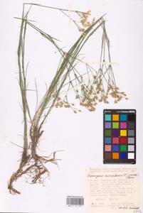 Eremogone saxatilis (L.) Ikonn., Eastern Europe, Central forest-and-steppe region (E6) (Russia)