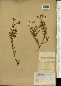 Frankenia hirsuta L., South Asia, South Asia (Asia outside ex-Soviet states and Mongolia) (ASIA) (Iran)