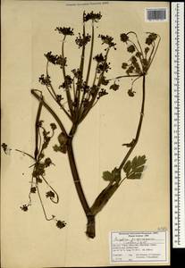 Xanthogalum purpurascens Avé-Lall., South Asia, South Asia (Asia outside ex-Soviet states and Mongolia) (ASIA) (Iran)