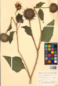 Helianthus annuus L., Eastern Europe, Lower Volga region (E9) (Russia)