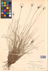Eriophorum vaginatum L., Eastern Europe, Moscow region (E4a) (Russia)