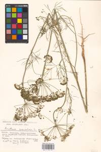 Anethum graveolens L., Eastern Europe, Moscow region (E4a) (Russia)