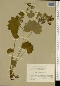 Alchemilla tytthantha Juz., Crimea (KRYM) (Russia)