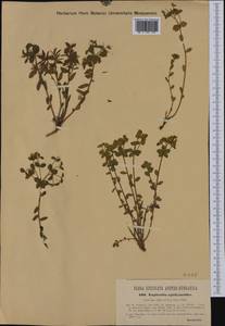 Euphorbia epithymoides L., Western Europe (EUR) (Italy)