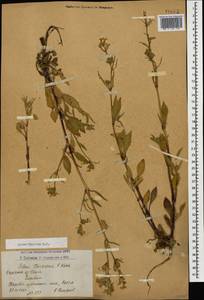 Silene dichotoma subsp. dichotoma, Caucasus, Armenia (K5) (Armenia)