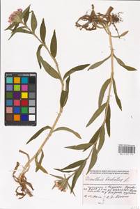 Dianthus barbatus L., Eastern Europe, Moscow region (E4a) (Russia)